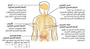 الجهاز المكون من الدماغ والحبل الشوكي هو الجهاز العصبي الطرفي87