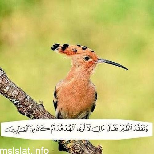 في قول سليمان عليه السلام مالي لا أرى الهدهد تظهر صفة من صفات الملك وهي