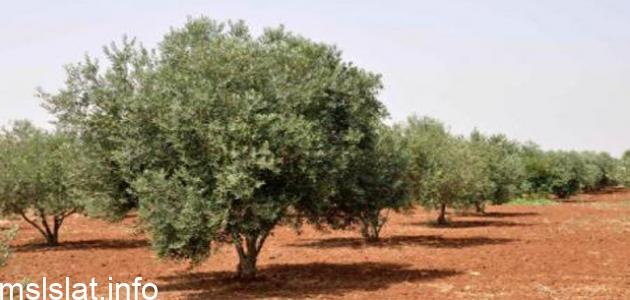 شكل الانتشار أدناه يبين أن العلاقة بين السنين و عدد أشجار الزيتون علاقة طردية فتتزايد أعداد أشجار الزيتون بتزايد السنين