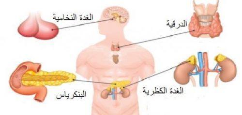 اختر احدى الغدد الصم وصف كيف تعمل