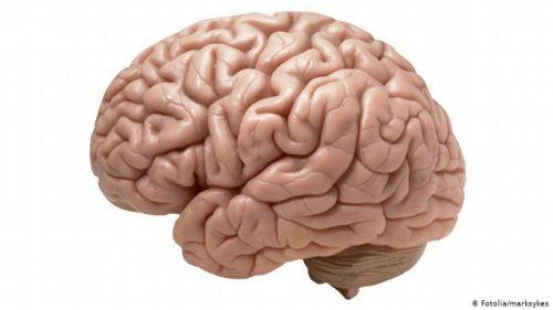 اذا تلف المخيخ قرد ما فأي المهام سيكون من الصعب عليه اداؤها