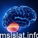 اذا تلف المخيخ قرد ما فيي المهام سيكون من الصعب عليه ادؤها