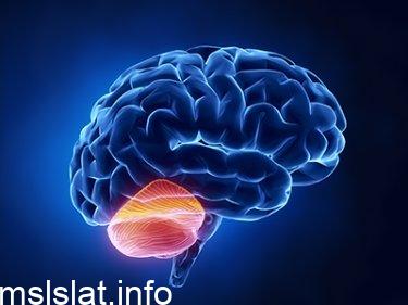 اذا تلف المخيخ قرد ما فيي المهام سيكون من الصعب عليه ادؤها