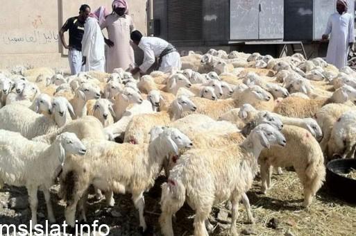 تحديث دعم صغار مربي الماشية