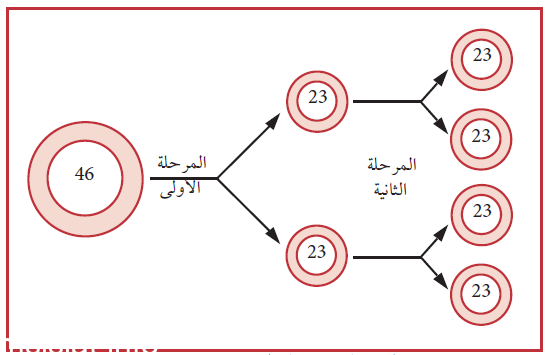ما الذي ينفصل في اثناء الانقسام المنصف