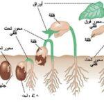 الجذير radicle هو الجزء الأول من الجنين الذي يظهر خارج البذرة عند الإنبات.