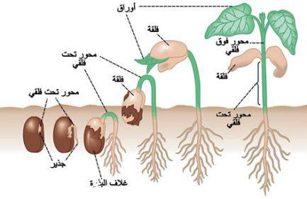 الجذير radicle هو الجزء الأول من الجنين الذي يظهر خارج البذرة عند الإنبات.