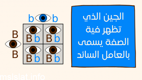 الجين الذي تظهر فية الصفة يسمى بالعامل السائد