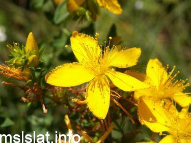 الزهرة التي تُنتج حبوب لقاح pollen grains فقط، من حيث الجنس تُسمى زهرة