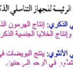 الوظيفة الرئيسة للجهاز التناسلي الذكري والأنثوي هو التكاثر أي السماح بحدوث سلسلة من الأحداث تؤدي إلى ولادة الجنين