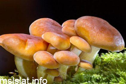 اي مما يلي لا يعد من طرائق حصول الفطريات على الغذاء