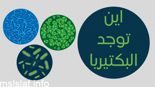 اين توجد البكتيريا النافعة في الطعام