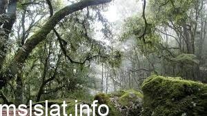 تمتد الغابات الاستوائيه في