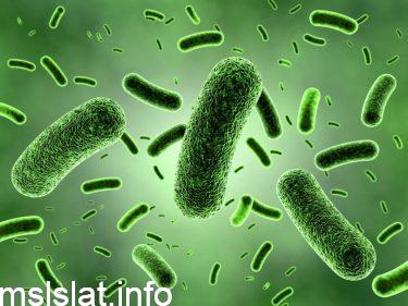 تنتج بكتيريا e.coli التي تعيش في أمعاء الإنسان