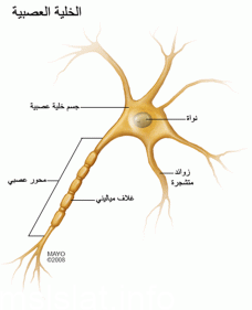 تنقل الخلايا العصبيه الرسائل من الدماغ الى الجسم فقط