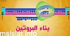 حدد ما دور trna في عملية بناء البروتينات