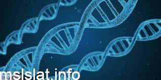 عدد السلاسل في حمض dna