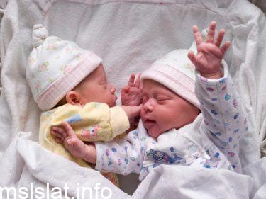 قارن بين التوائم المتماثله والغير متماثله