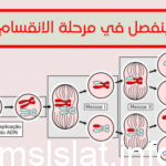 ما الذي ينفصل في مرحلة الانقسام المنصف