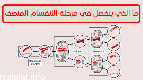 ما الذي ينفصل في مرحلة الانقسام المنصف