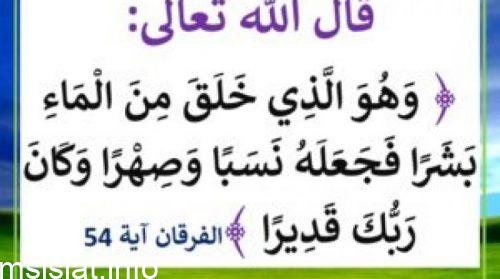 ما الفرق بين النسب والصهر