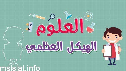 ماذا يعطي الهيكل العظمي للجسم
