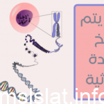 متى يتم نسخ المادة الوراثية