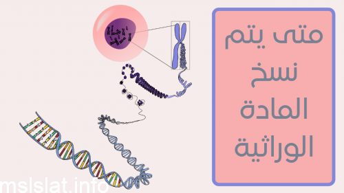 متى يتم نسخ المادة الوراثية