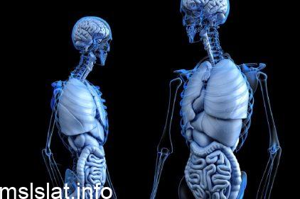 مجموعة الخلايا التي تعمل معا لاداء وظيفة محددة تسمى