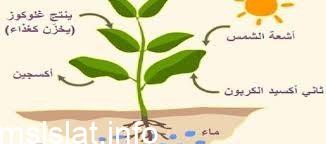 سؤال معادلة عملية البناء الضوئي هي