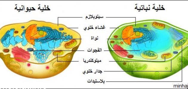 الفرق بين الخلايا النباتية والحيوانية