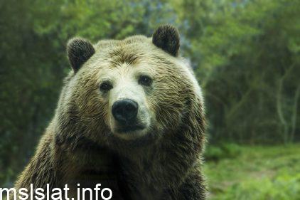 من أمثلة التكيف السلوكي