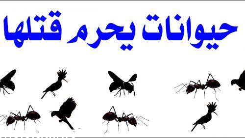 من الحيوانات التي نهانا الشرع عن قتلها