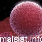 يتم انتاج البويضات في