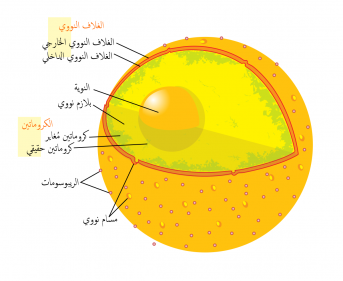 وضح اهمية النواة الخلية الحية