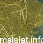 عشبة المدينة لتنزيل الجنين