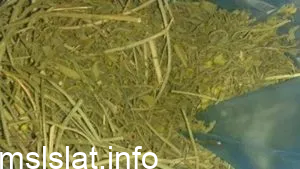 عشبة المدينة لتنزيل الجنين