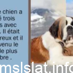 تلخيص قصة mascotte le saint bernard des mers بالفرنسية
