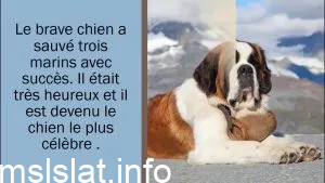 تلخيص قصة mascotte le saint bernard des mers بالفرنسية