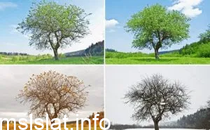 مطويات عن الفصول الاربعة للصف الثاني ابتدائي