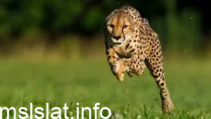 من هو اسرع حيوان في العالم
