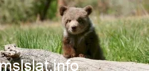 ما اسم صغير الدب