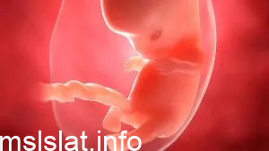 اعراض موت الجنين في الشهر الثاني