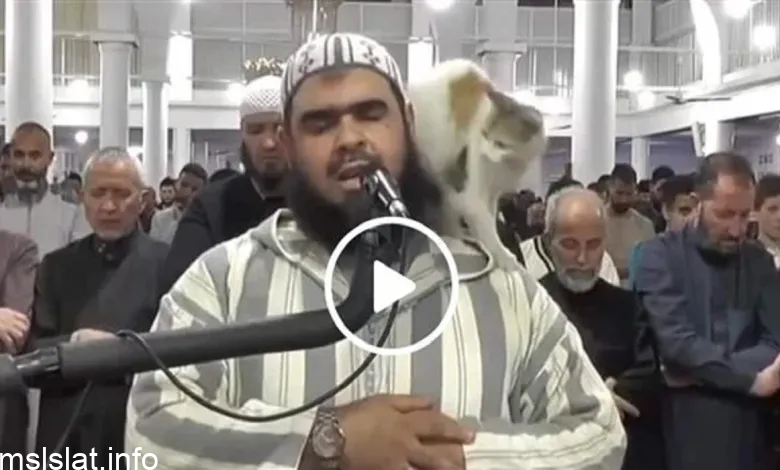 من هو وليد مهساس ويكيبيديا