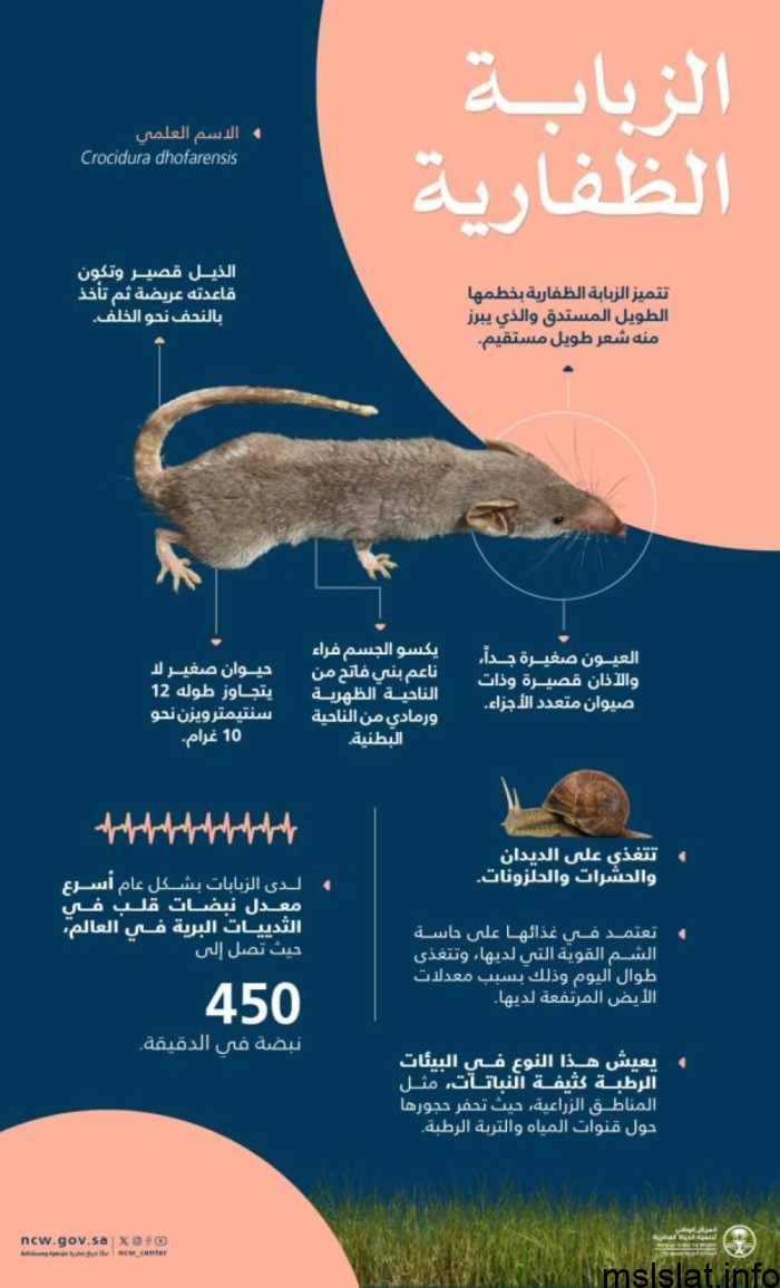 قصة الذبابة الظفارية تسجيل أول توثيق لحيوان “الزبابة الظفارية” بالسعودية