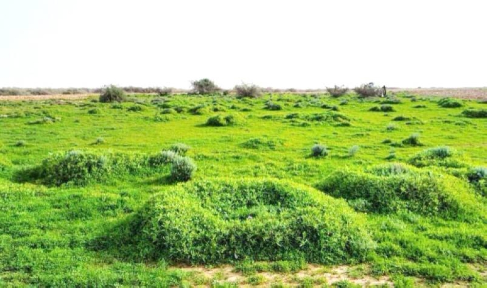النباتات الغازية في السعودية 10 آلاف ريال غرامة استزراع النبتة الغازية