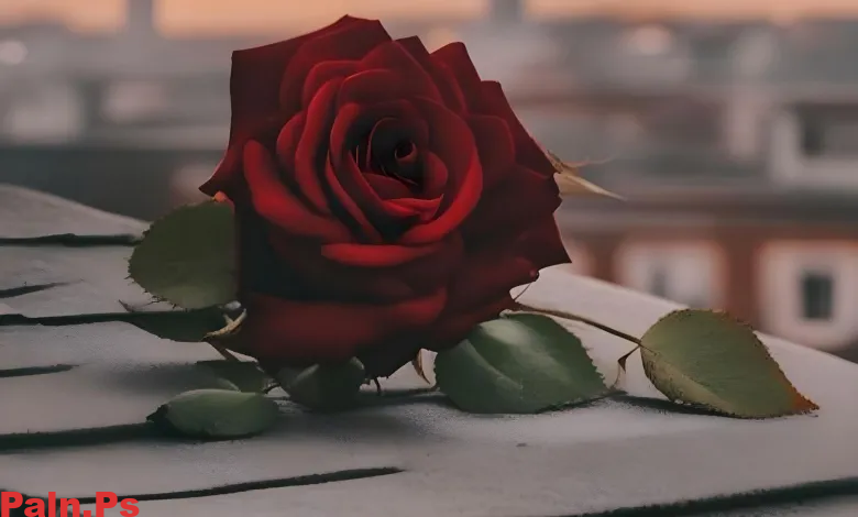 وفاة الطالبة وتين الهذيلي يُشعل الحزن في المجتمع وتثير تساؤلات