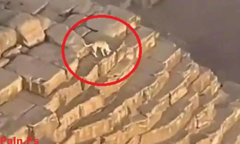 ما هي قصة كلب الهرم بالتفاصيل الكاملة؟