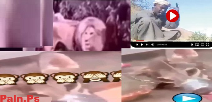 حصريا.. مقطع الذيب وراعي الغنم ومقطع الاسد 2024 كامل بدقة عالية