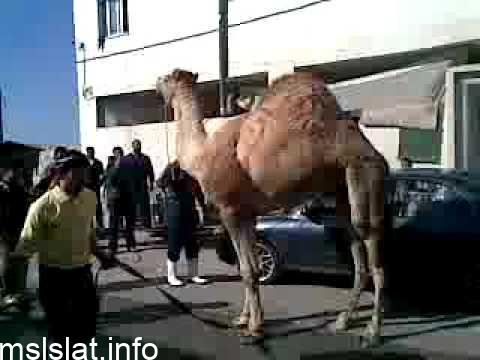 أردني ينحر جملا فرحا بزيارة خادم الحرمين للأردن